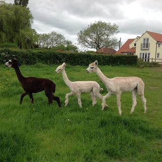 Sarah Jarvis's avatar