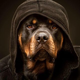 Wojciech Grzybek's avatar