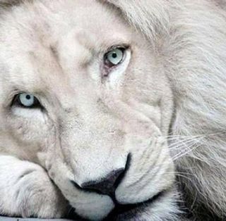 Heather Louise's avatar