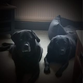 Julie Birnie's avatar