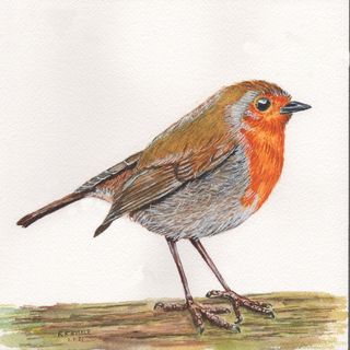 Robert Steele's avatar