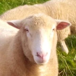 Ian Roebuck's avatar