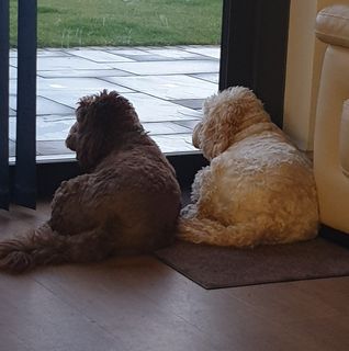 Ceridwen Nightingale's avatar