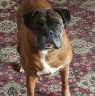 Julie Morgan's avatar