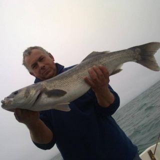 Icarus Mackew's avatar