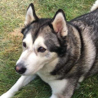 Tammy Maddocks's avatar