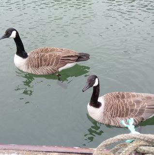 Geoff Wheeler's avatar