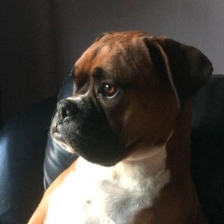 Nicholas Woodward's avatar