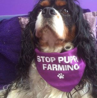 Lynn Sudbury-Riley's avatar