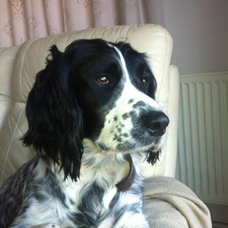 Nigel Julian's avatar