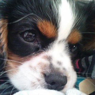 Tracey Francis's avatar