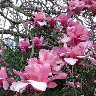 Pauline Fry's avatar