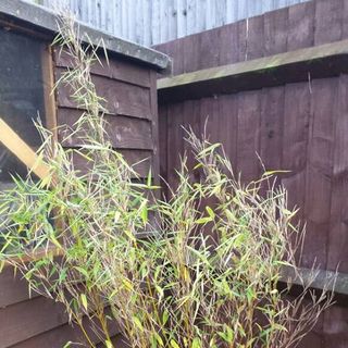 Frances Bloor's avatar