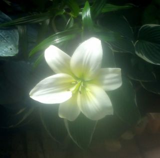 Mairead Johnson's avatar