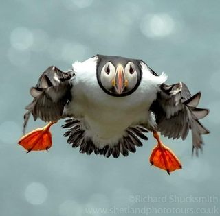 Diana Owen Glinternick's avatar