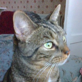 Linda Nash's avatar