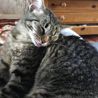 Gabbi Turnaround's avatar