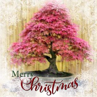 Paula Bell's avatar