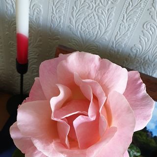Diana Oakes's avatar