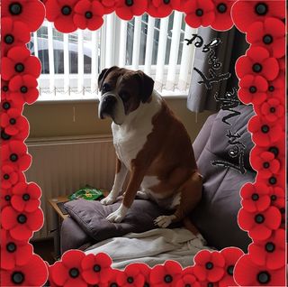 Steve Pearce's avatar