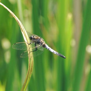 Joseph Marsh's avatar