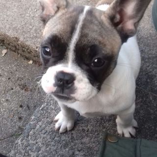 Carole Frazer's avatar