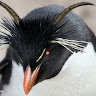 Evil Penguin's avatar
