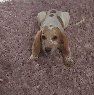 Davy Crockett Samson's avatar