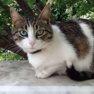 Sue Attwood's avatar