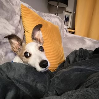 Pam Fluffy Lawrence's avatar