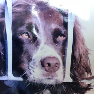 Janice Corbitt's avatar