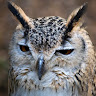 Peter McKeown's avatar