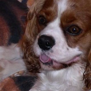 Alan Michael Paradise's avatar