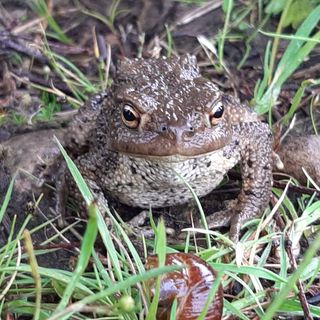 Murray Edmunds's avatar