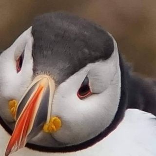 William Beattie's avatar