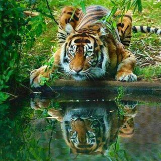 Hazel Allison's avatar