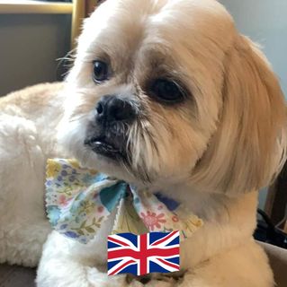 Lynne Bright's avatar