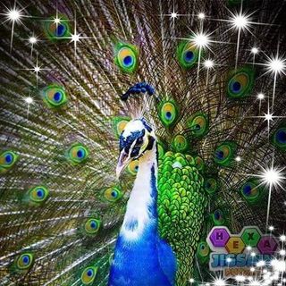 Sharon Ward's avatar