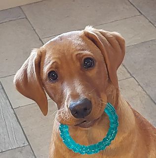 Nico Pretorius's avatar