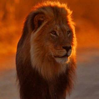 Peter O'Gorman's avatar