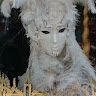 Joanna Lowndes's avatar
