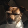 Iris Shone's avatar