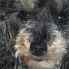 Carolyn Gardiner's avatar