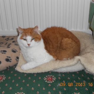 Natalie Humphreys's avatar