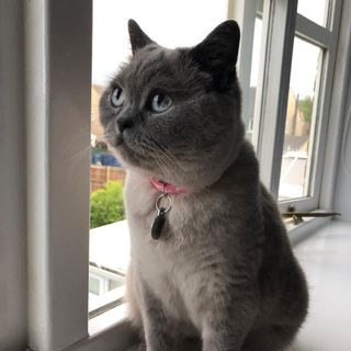 Lorraine Aitchison's avatar