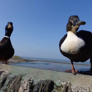 Joan Thomas's avatar