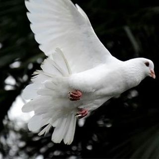 Wofa Kay's avatar