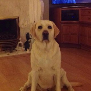 Mags Thomson's avatar