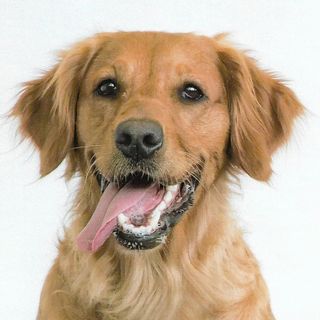 Paddy Driscoll's avatar