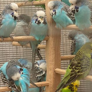 Billy Roberts's avatar